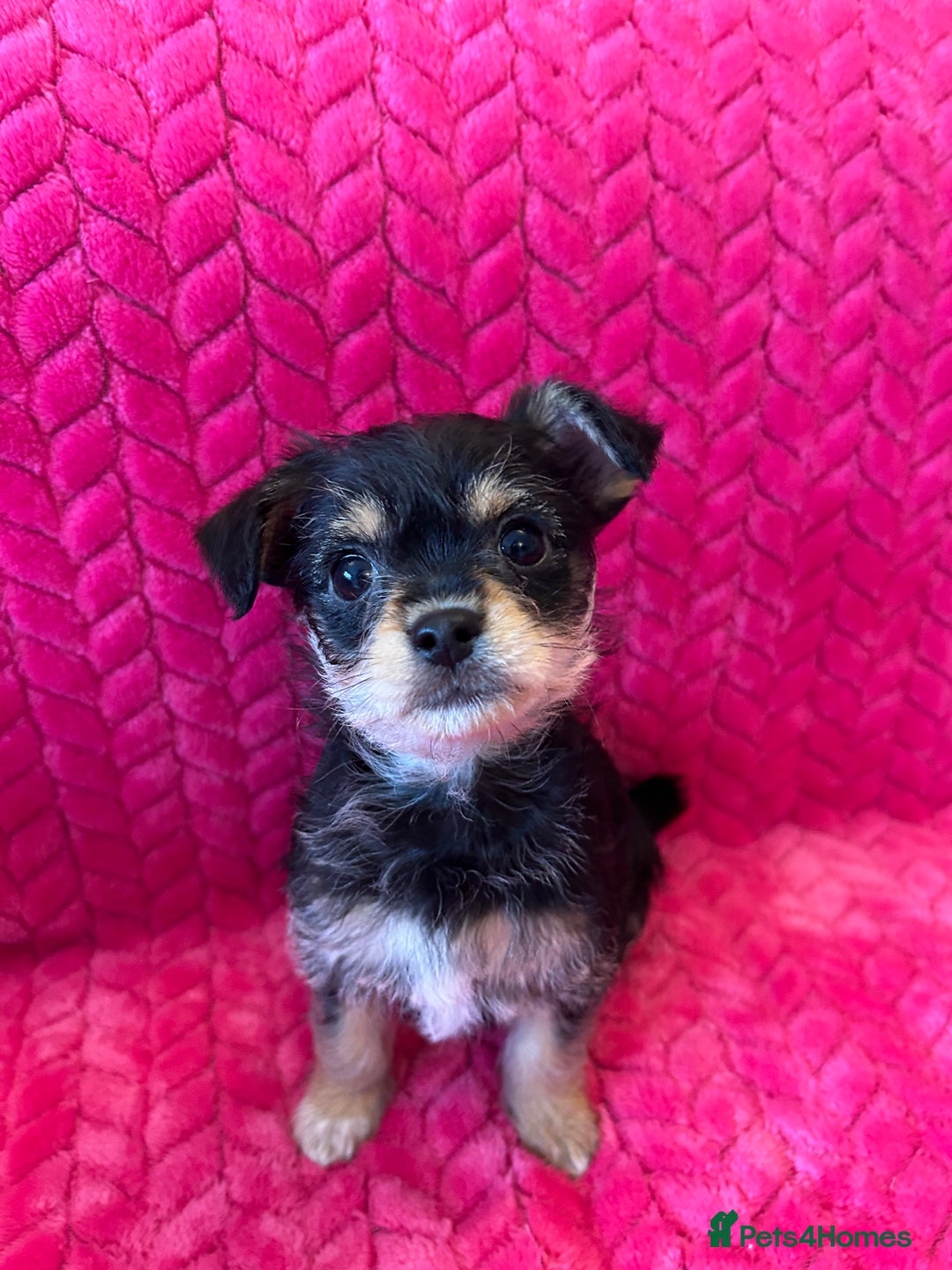 Chipoo dogs for sale: Tiny Chihuahua / Asian toy poodle  - Image 1