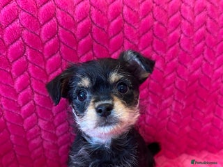 Chipoo dogs - Advert 1