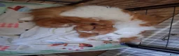 Maine Coon cats for sale: 3 GINGER MAINE COON  KITTENS in Wolverhampton - Advert 21