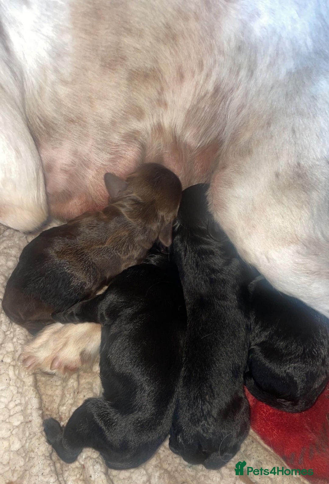 Cockapoo dogs for sale: 4 Stunning and Healthy cockapoos *2 girls 2boys* - Image 25