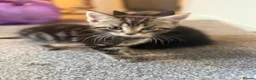 British Shorthair cats for sale: 3 Kittens for sale  in Havant - Advert 3