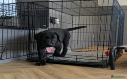 Labrador Retriever dogs for sale: Fully Trained Labrador  - Image 3