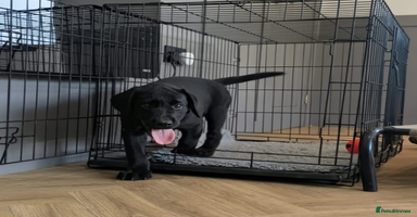 Labrador Retriever dogs - Advert 11