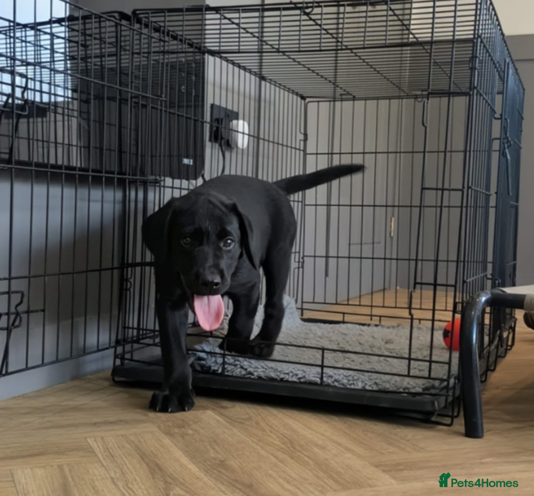 Labrador Retriever dogs for sale: Fully Trained Labrador  - Image 3