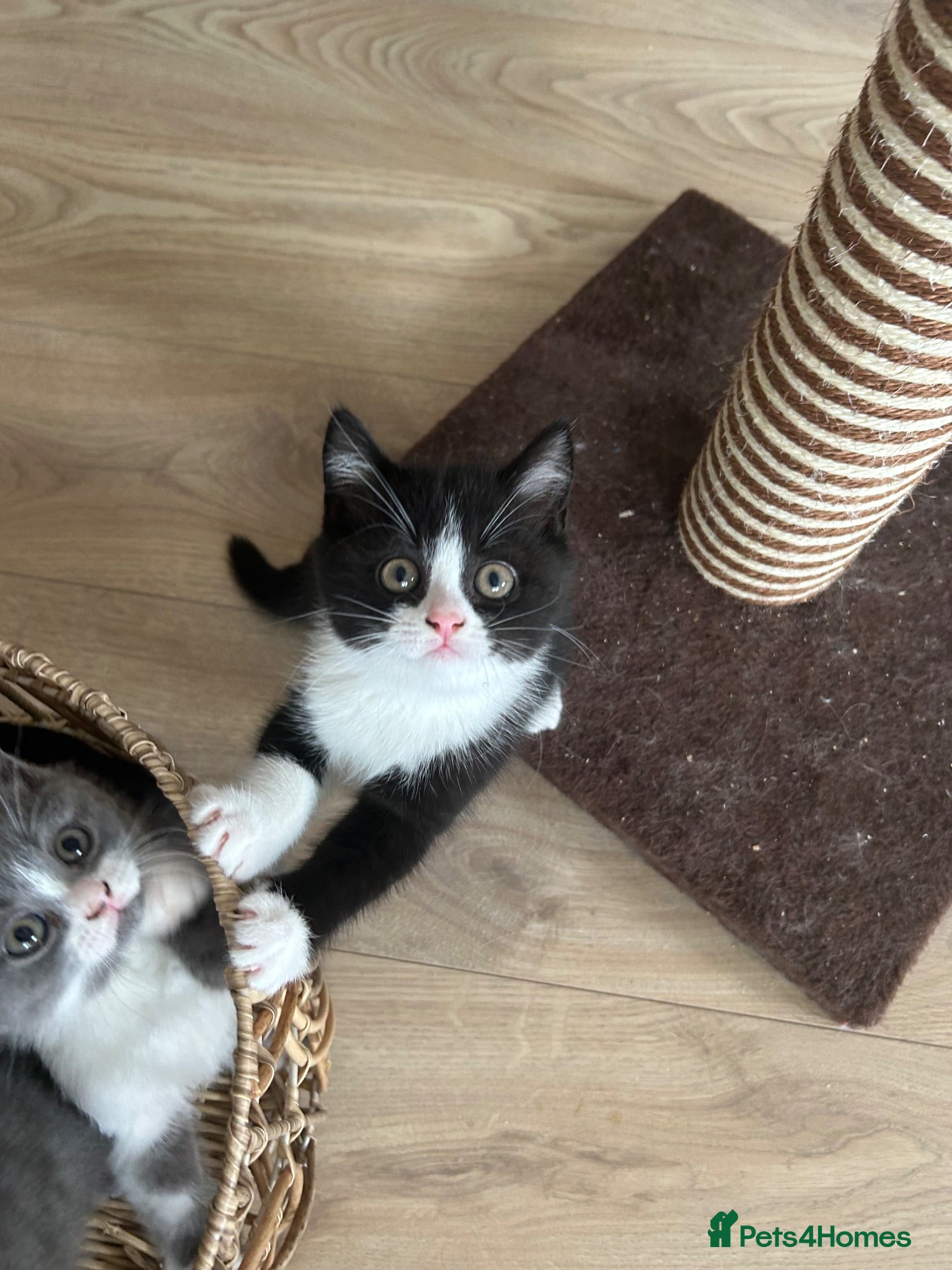 British Shorthair cats 💥READY NOW 💥Cute BSH Kittens  - Advert 2