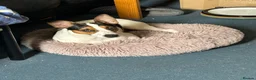 Jack Russell dogs for sale: Jack Russell looking for forever home in Langport - Advert 2