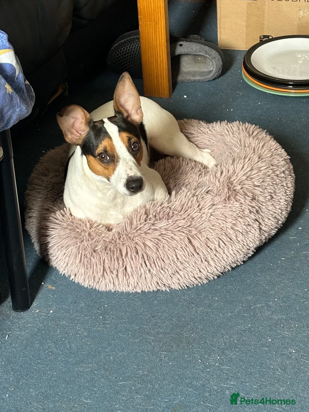 Jack Russell dogs for sale: Jack Russell looking for forever home in Langport - Advert 2