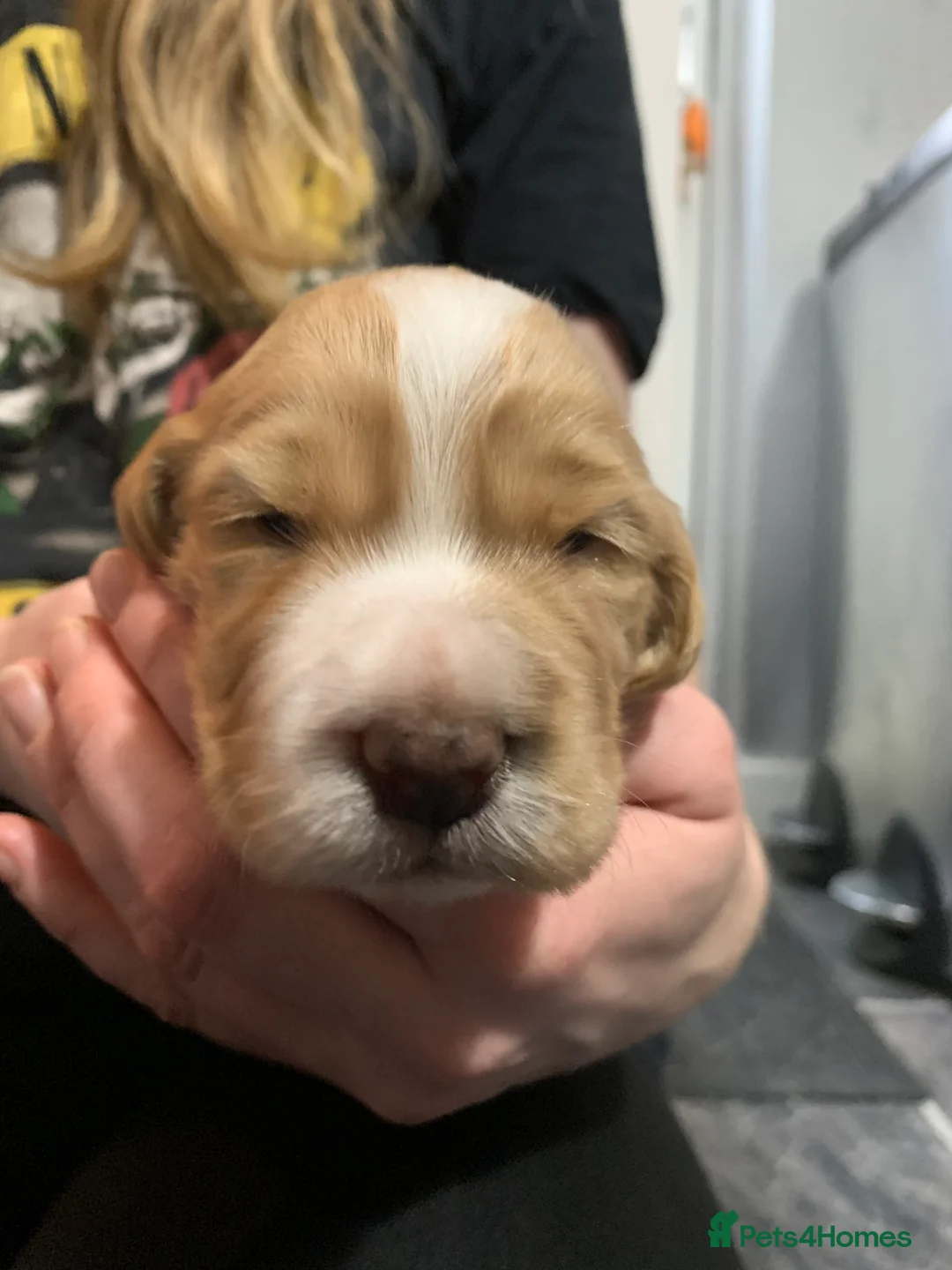 Cocker Spaniel dogs for sale: Working Cocker Spaniel Puppies  - Advert 23