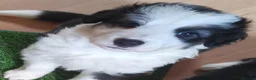 Mixed Breed dogs for sale: Beautiful Bordernese  - Advert 3