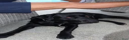 Labrador Retriever dogs for stud: BLACK LAB STUD DOG AVAILABLE – RALPH  in Bishop's Stortford - Advert 2
