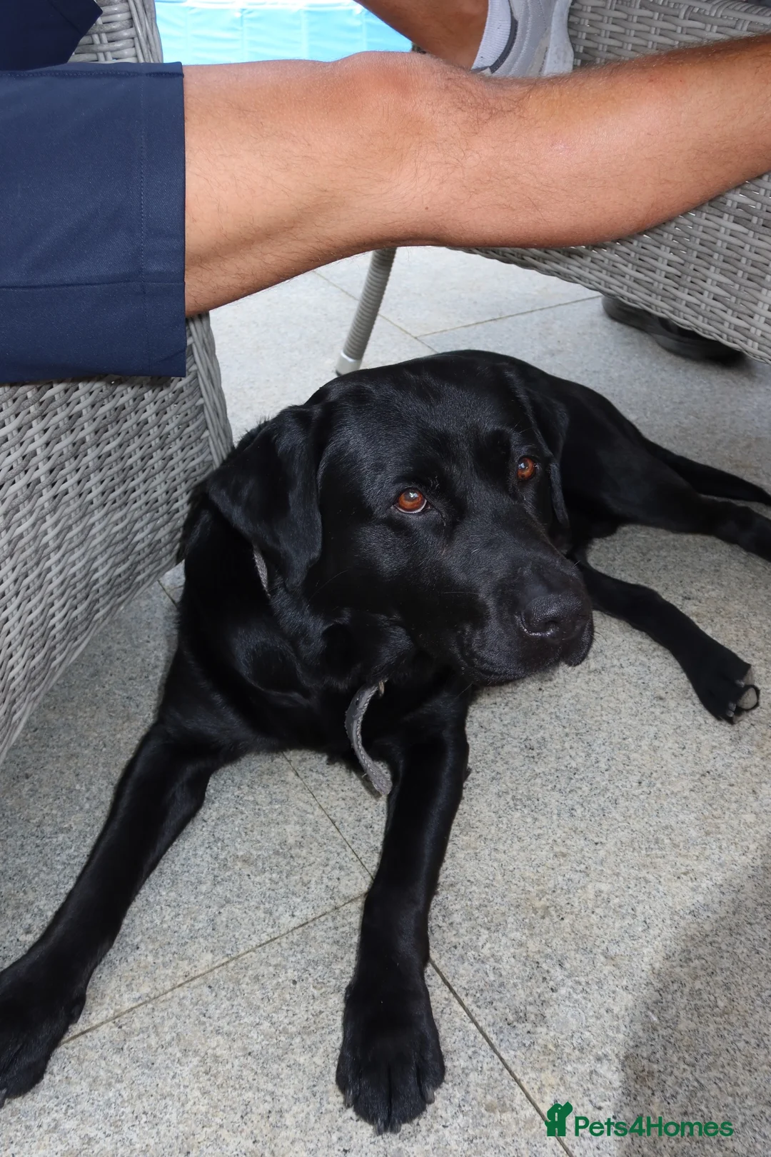 Labrador Retriever dogs for stud: BLACK LAB STUD DOG AVAILABLE – RALPH  in Bishop's Stortford - Advert 2