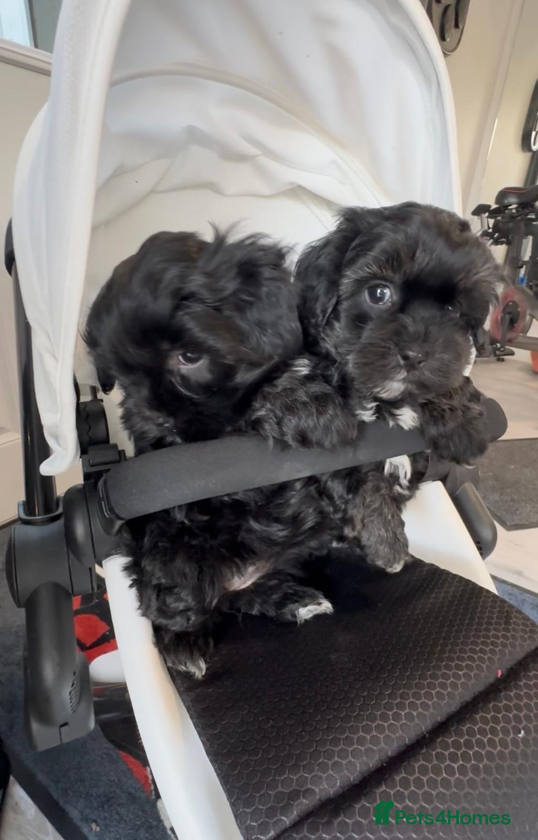 Shih Tzu dogs for sale: Rare imperial black Shih Tzu - Advert 2