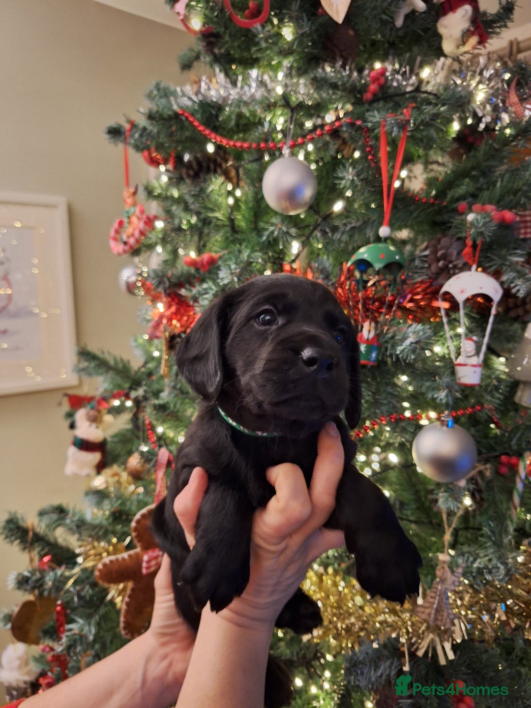 Cockerdor dogs for sale: stunning cockerdors (1left)🐶 5⭐️ licensed breeder - Advert 4