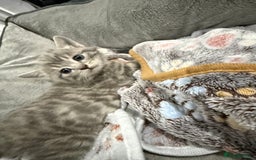 Ragdoll cats for sale: Ragdoll x main coon x British shorthair mix  - Image 24
