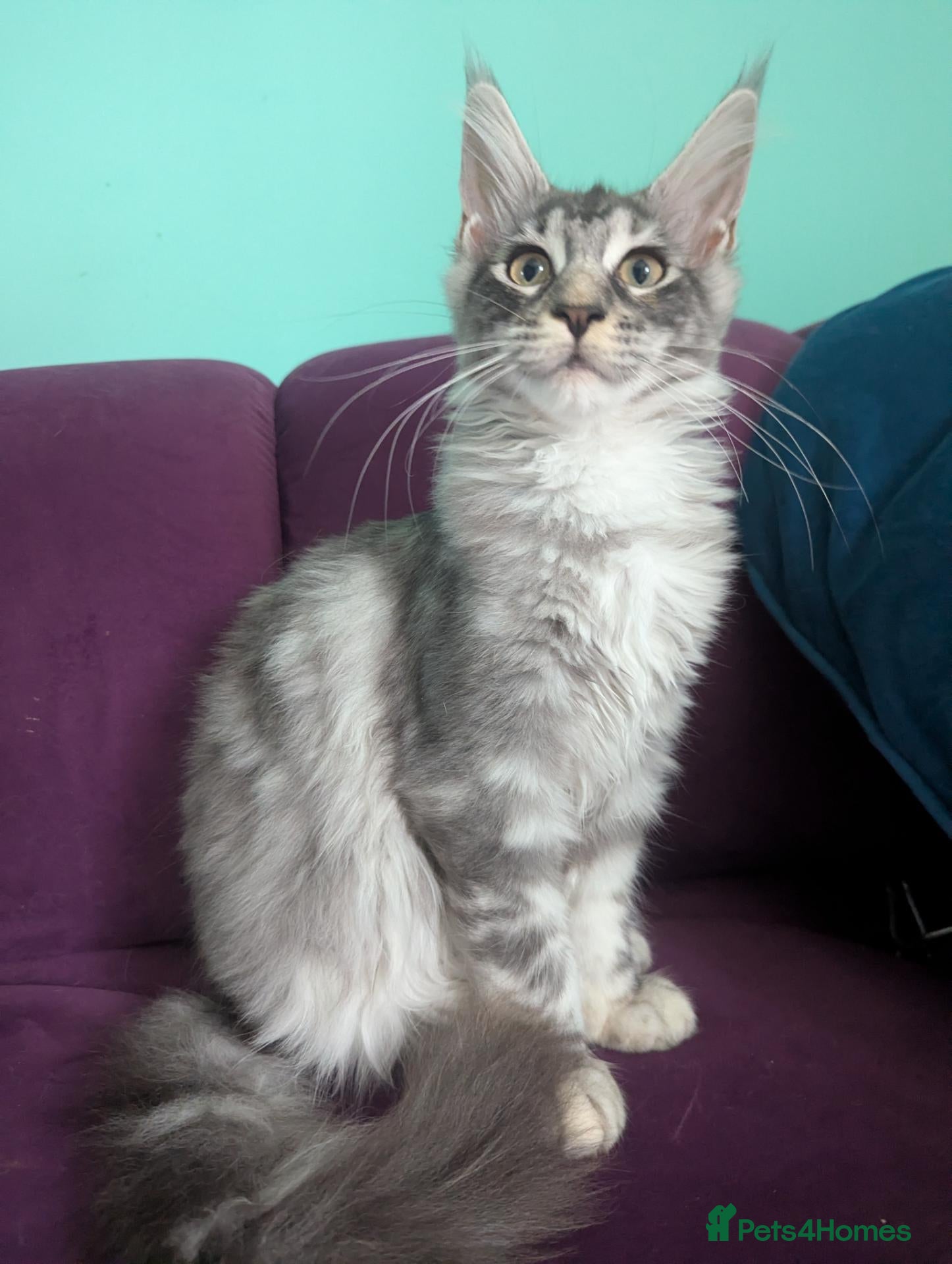 Maine Coon cats Pedigreed Maine Coon kittens - Advert 2
