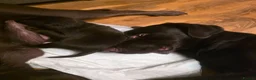 Labrador Retriever dogs for stud: For stud  - Advert 4