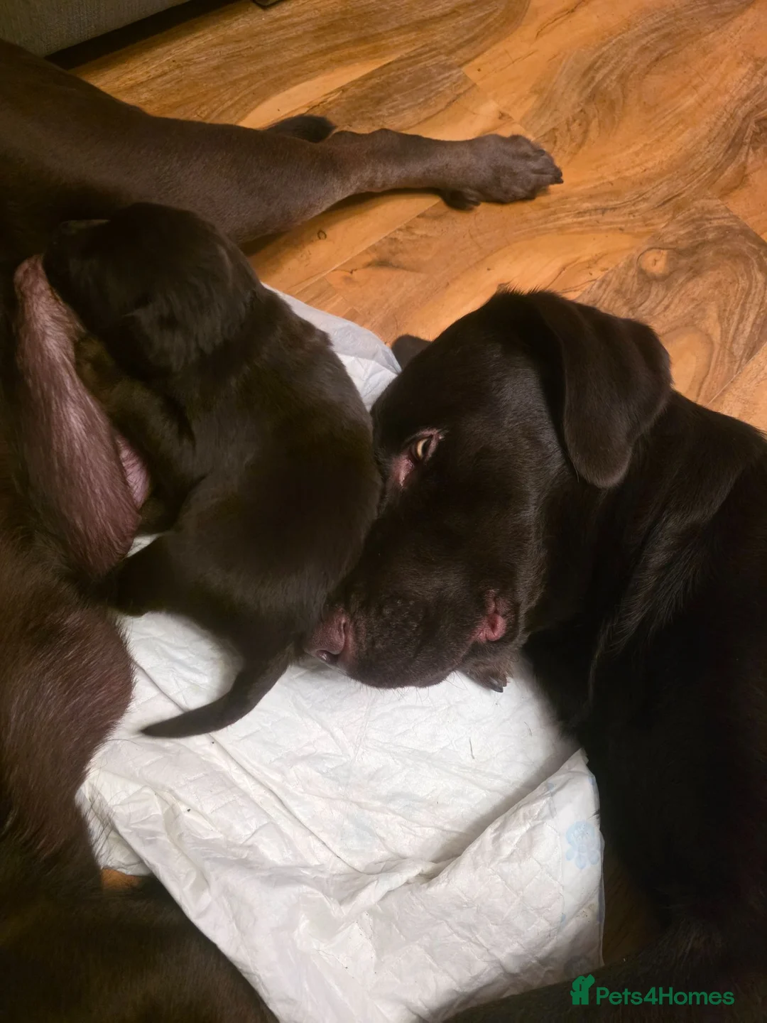 Labrador Retriever dogs for stud: For stud  - Advert 4