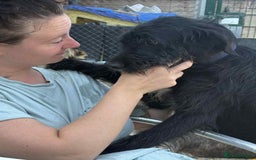 Mixed Breed dogs for adoption: Micky - Norwich Norfolk  - Image 13