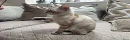 Bengal cats for sale: Stunning TICA Registered Snow Lynx Bengal Kittens - Advert 29