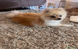 Pomeranian dogs for sale: Pomeranian  - Image 2