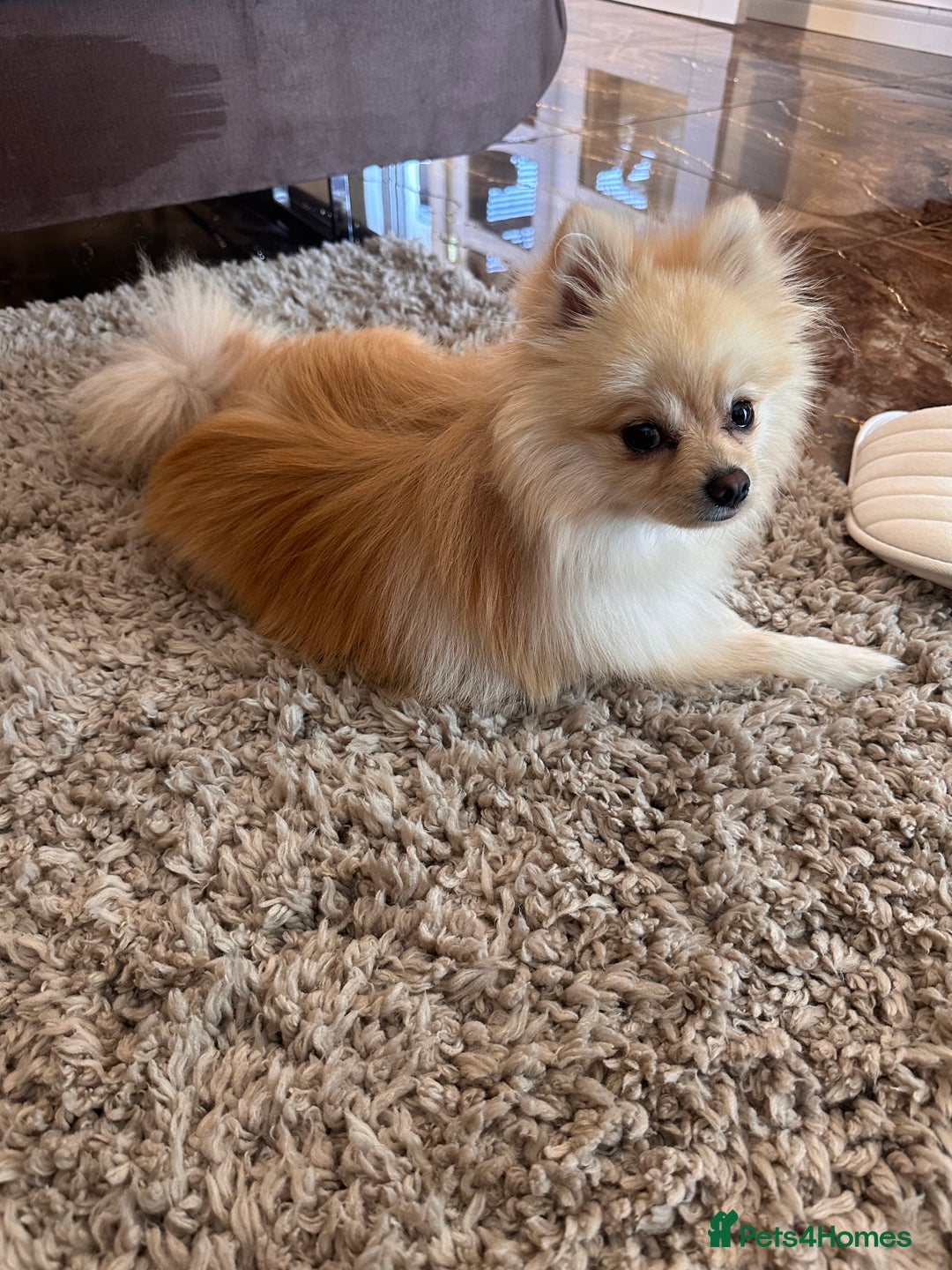 Pomeranian dogs for sale: Pomeranian  - Image 2
