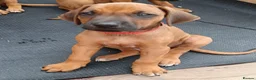 Rhodesian Ridgeback dogs for sale: Pedigree Rhodesian Ridgeback puppies.  - Advert 28
