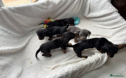 Miniature Dachshund dogs for sale: Miniature dachshund puppies - Image 3