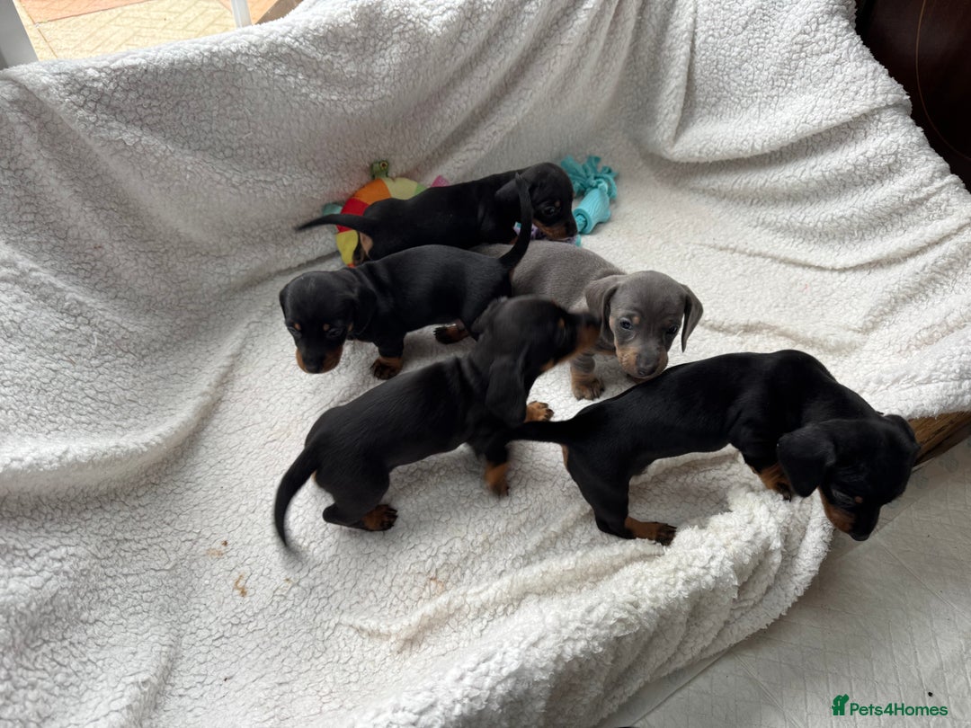 Miniature Dachshund dogs for sale: Miniature dachshund puppies - Image 3