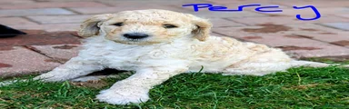 Percy