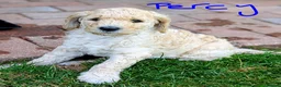 Goldendoodle dogs for sale: 🐾 Beautiful Standard Goldendoodle Puppies 🐾 - Advert 23