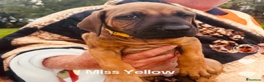 Rhodesian Ridgeback 7