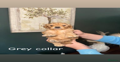 Cockapoo dogs - Advert 9