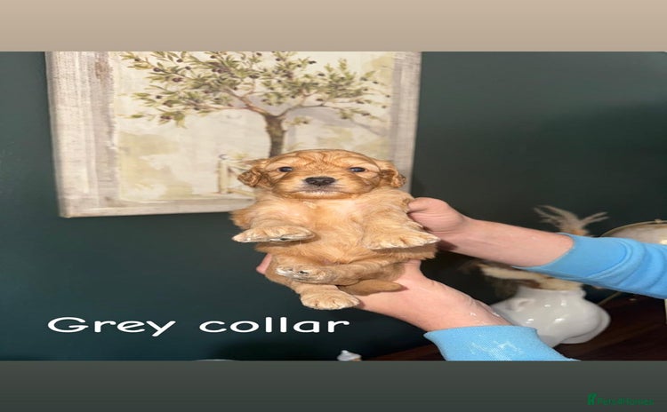 Cockapoo dogs - Advert 16