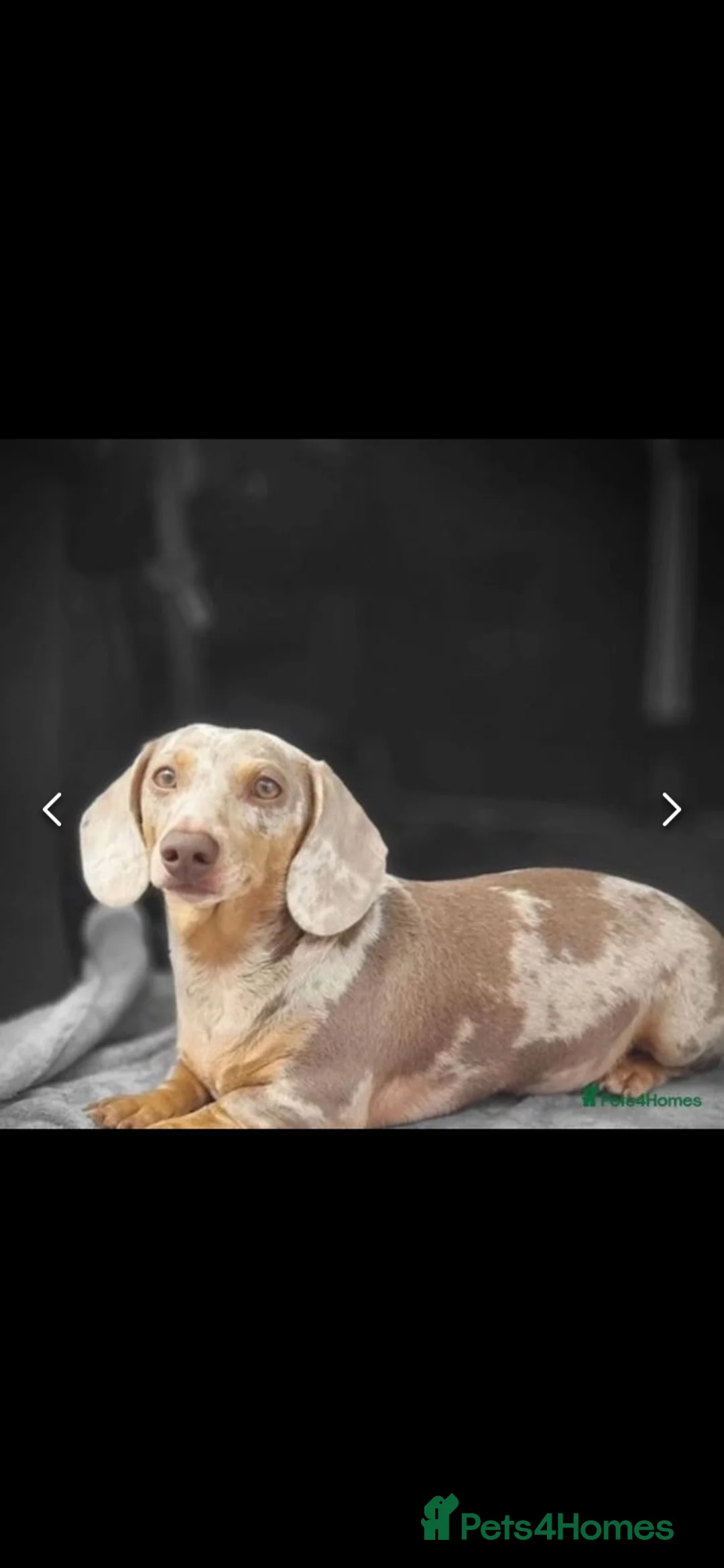 Miniature Dachshund dogs for sale: True miniature dachshunds  - Advert 10
