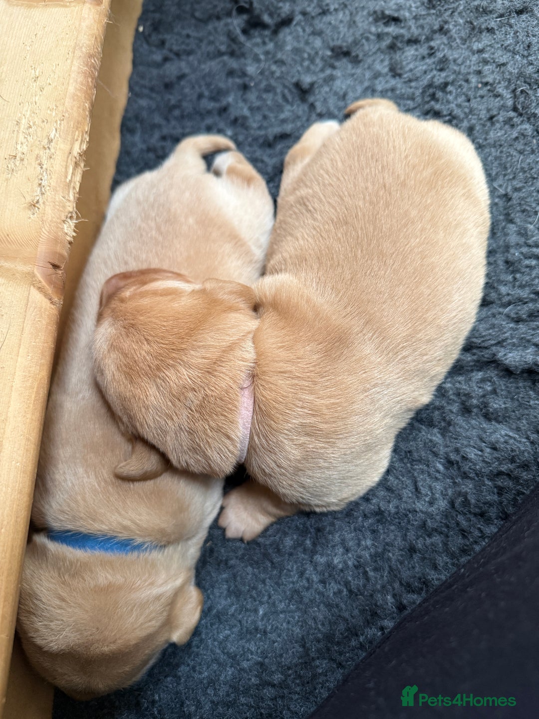 Labrador Retriever dogs for sale: Pedigree Working Lab Puppies. Ready 8th November - Image 5