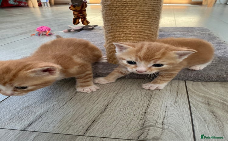 Domestic Shorthair cats - Advert 3