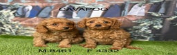 Cavapoo dogs for sale: Stunning cavapoo pups by licensed breeder - Advert 3