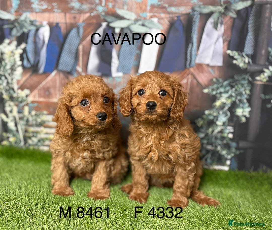 Cavapoo dogs for sale: Stunning cavapoo pups by licensed breeder - Advert 3