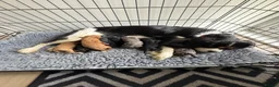 Cavapoo dogs for sale: cavapoo - Advert 1