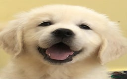 Golden Retriever dogs for sale: Home bred Chunky cream Goldie pups - Image 26