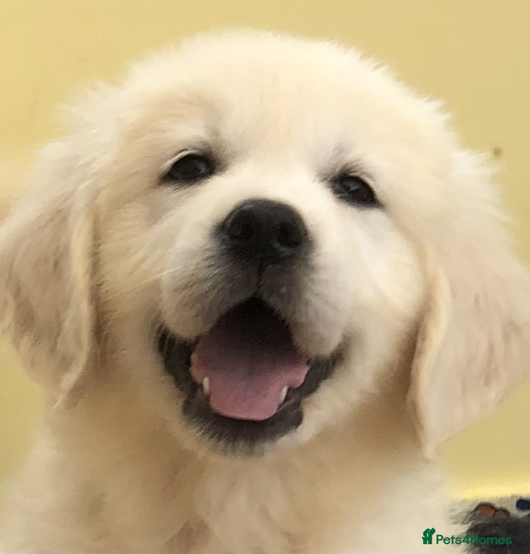 Golden Retriever dogs for sale: Home bred Chunky cream Goldie pups - Image 26