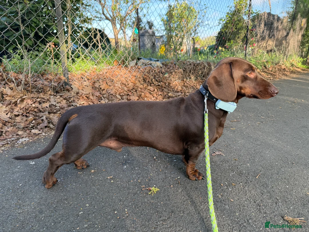 Dachshund dogs for stud: Standard dachshund for stud in London - Advert 7