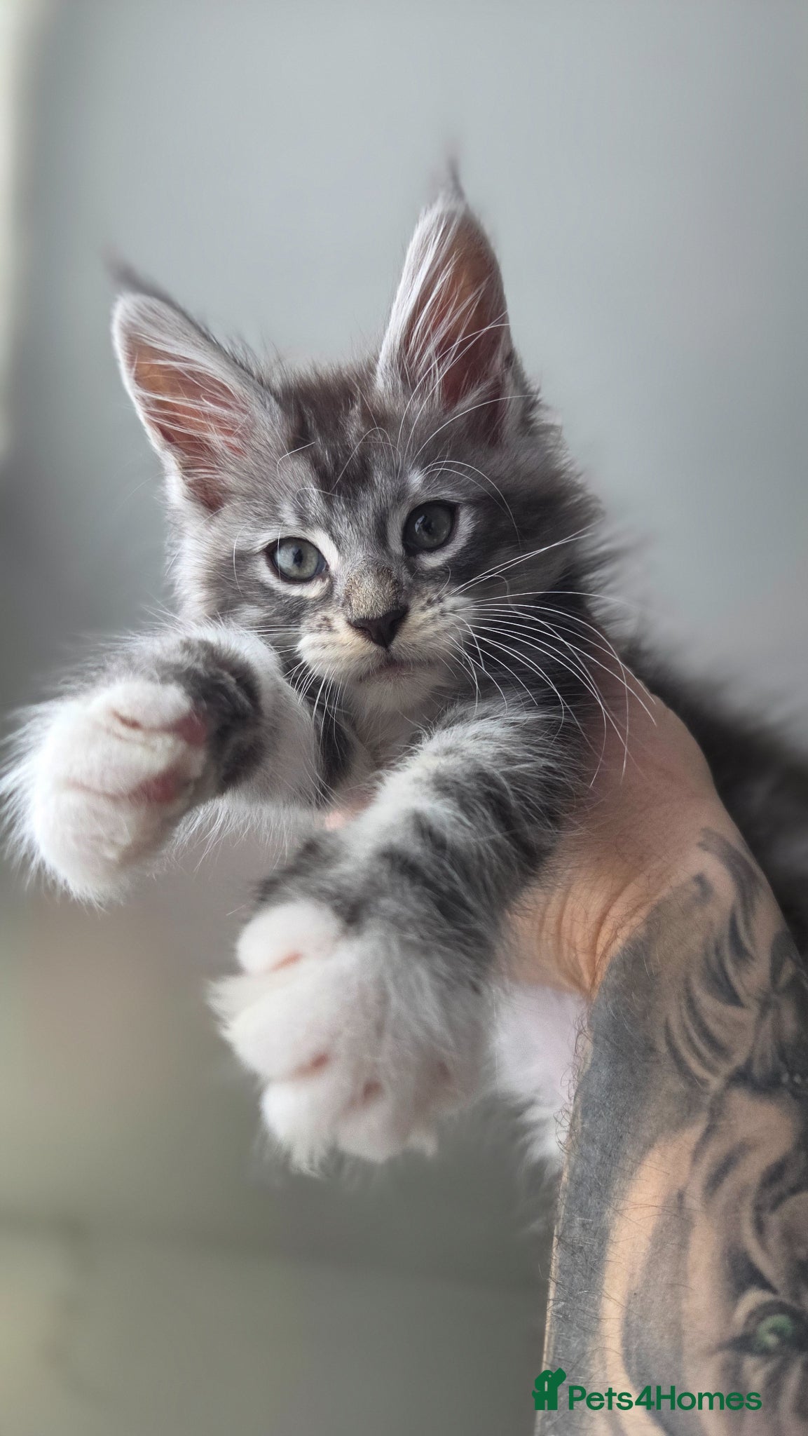 Maine Coon cats LAST 2 Purebreed Russian Bloodline Maine coon - Advert 3