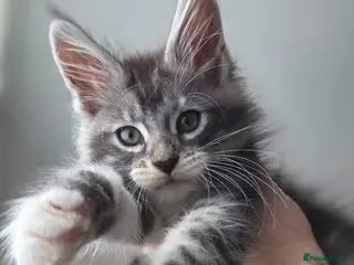 Maine Coon cats LAST 2 Purebreed Russian Bloodline Maine coon - Advert 3