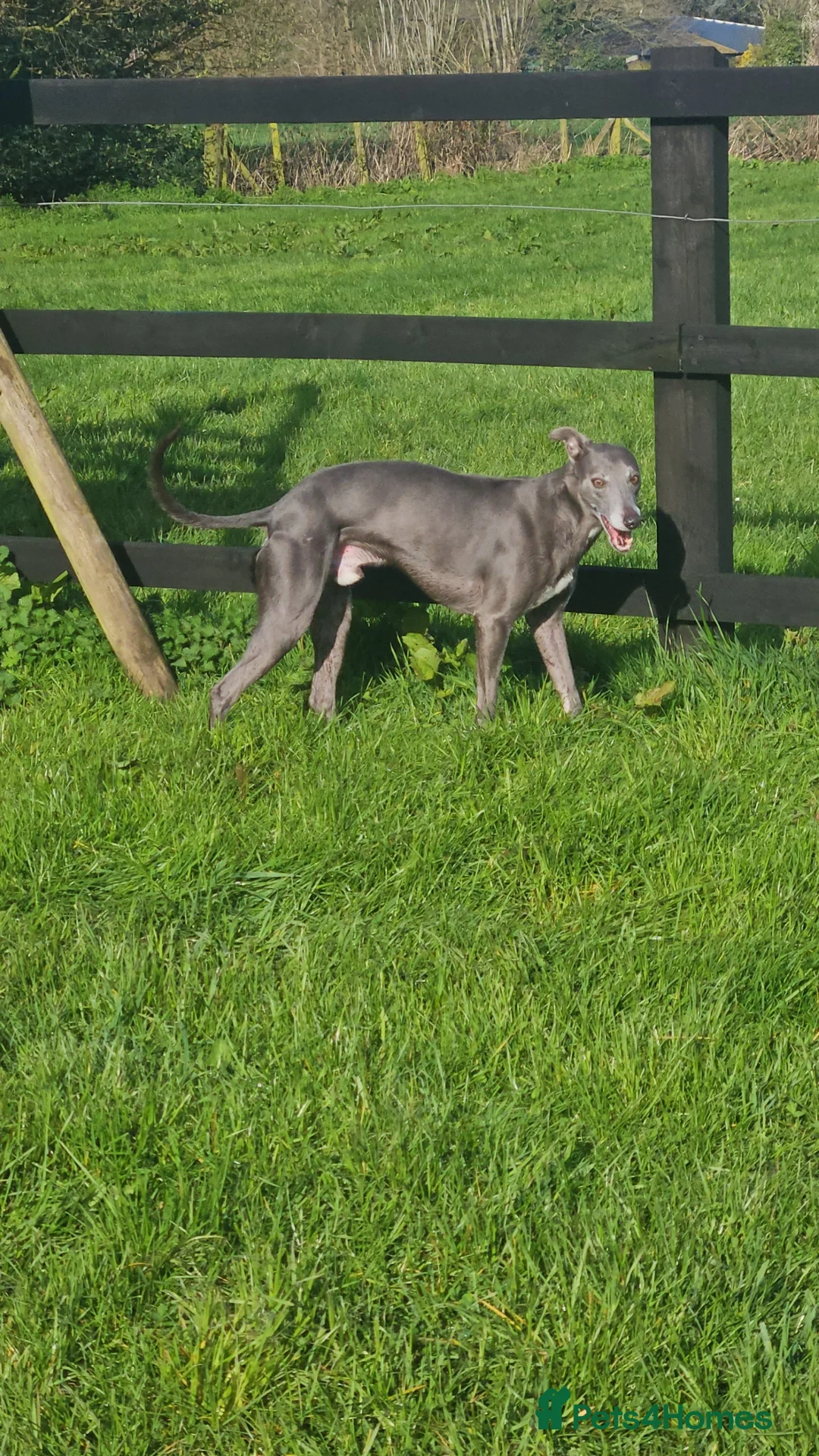 Whippet dogs for stud: Stud ..my boy socks - Advert 2