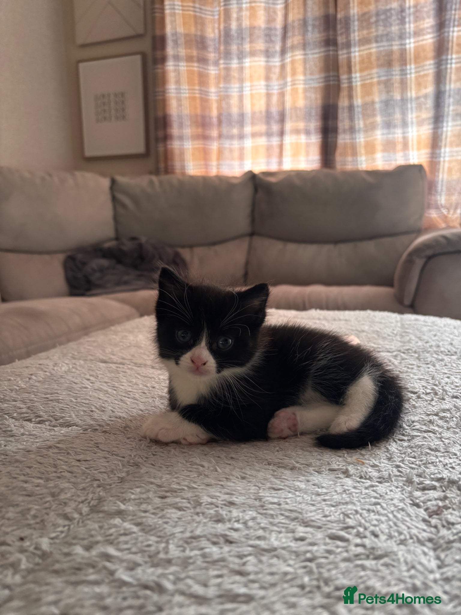 Mixed Breed cats Male Kitten - Advert 6