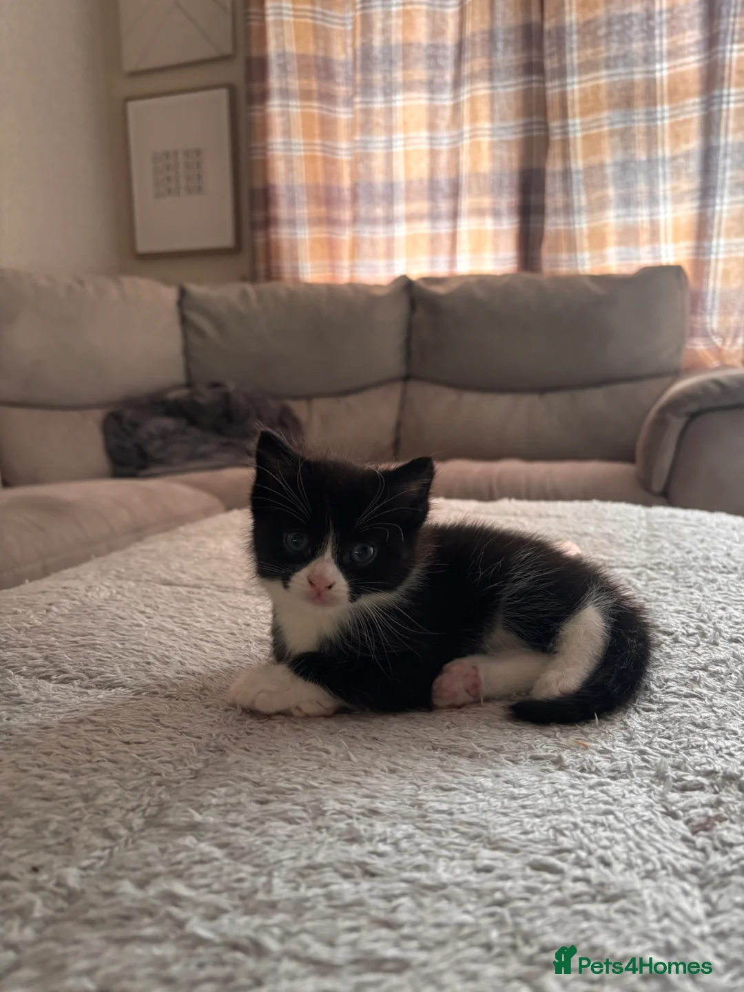 Mixed Breed cats for sale: Male Kitten - Advert 1