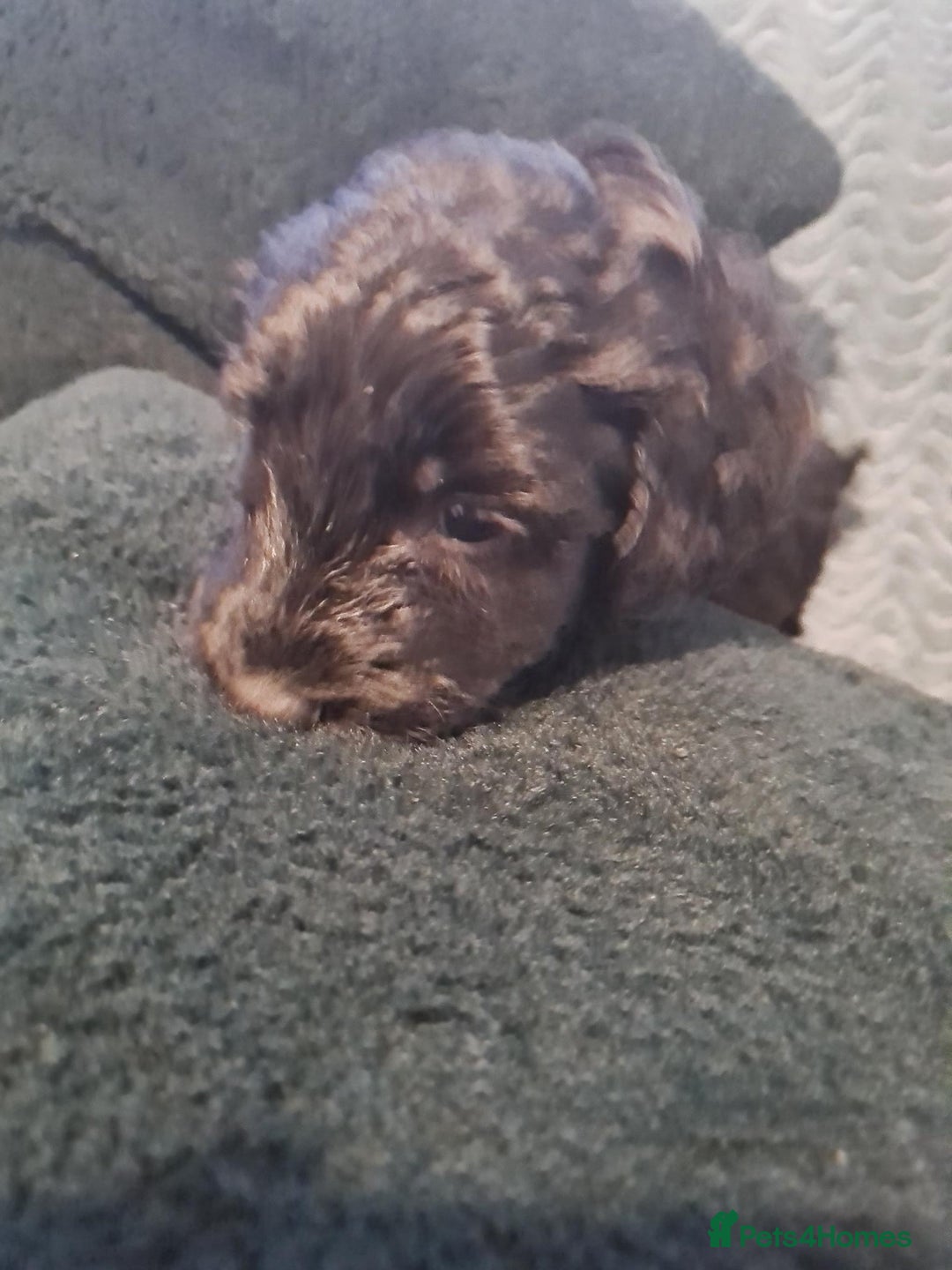 Labradoodle dogs for sale: Labradoodles Multigen - Family raised - Advert 6