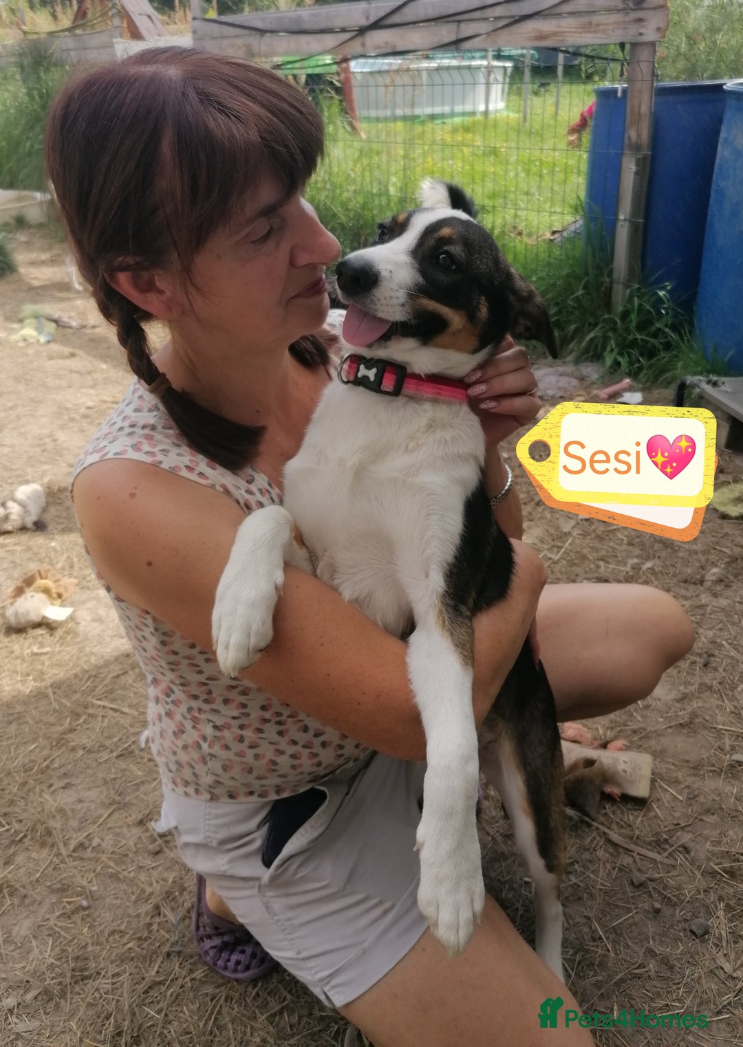 Mixed Breed dogs for adoption: 💖🐶 SESI 🐶💖 - Image 7