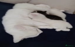 Siberian cats for sale: 4 kittens for sale 💘💖 - Image 4